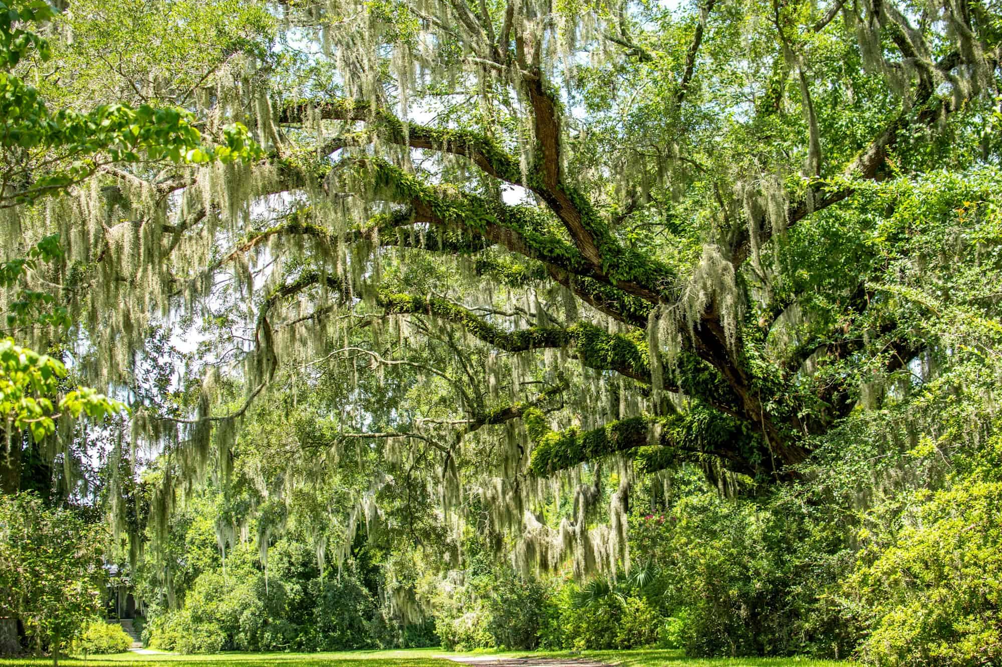 Spanish moss dripping from an oak tree